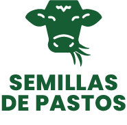 semillas pastos