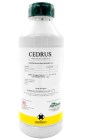 cedrus